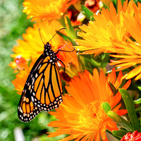 bees, bugs, birds, beetles