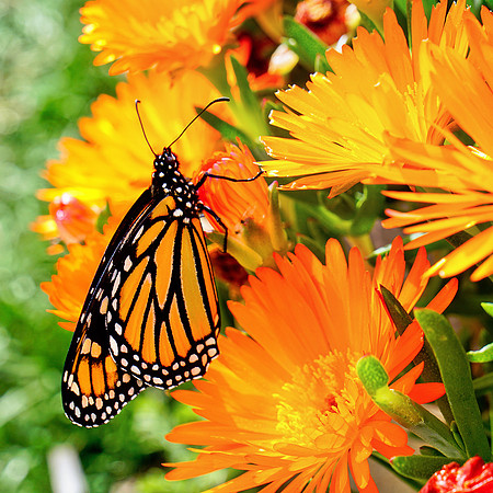 bees, bugs, birds, beetles