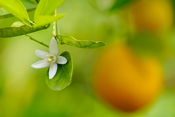 Orange Blossom