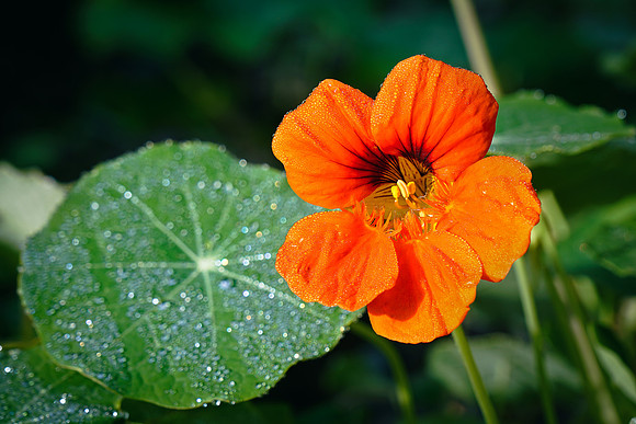 Nasturtium