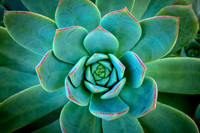 succulent plant photo