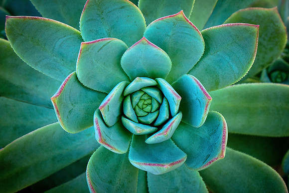 succulent plant photo