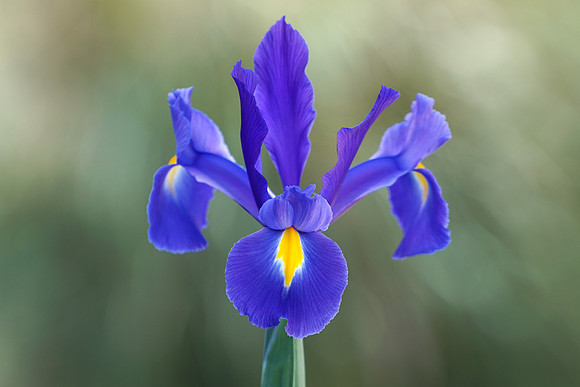 Blue Iris