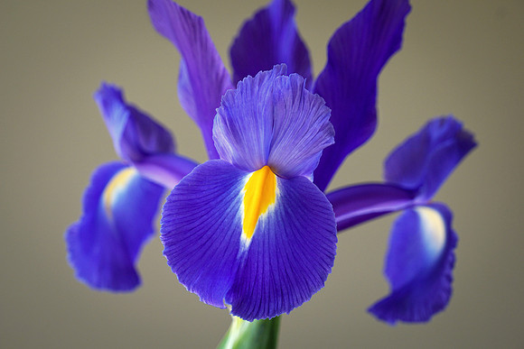 Blue Iris