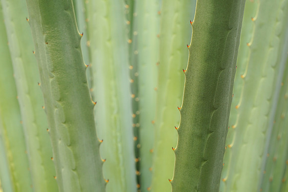 succulent plant photo