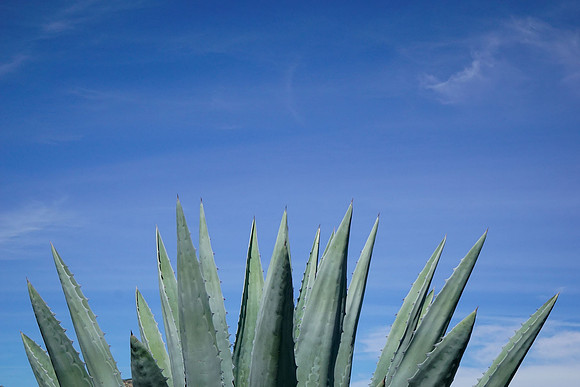 succulent plant photo