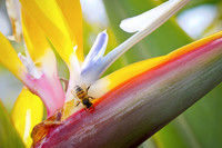 bees, bugs, birds, beetles