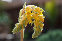 succulent plant photo