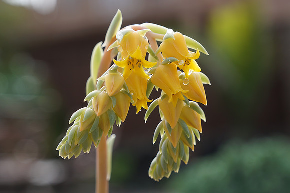 succulent plant photo