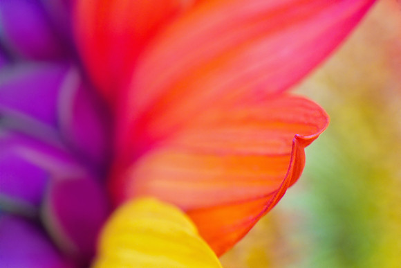 Macro of Red Sunflower With Purple Yellow & Green