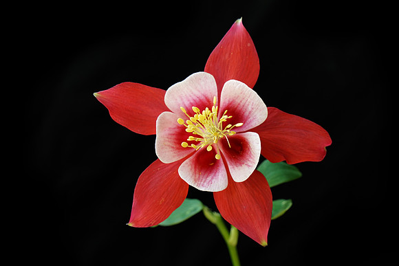 Red Columbine - Front