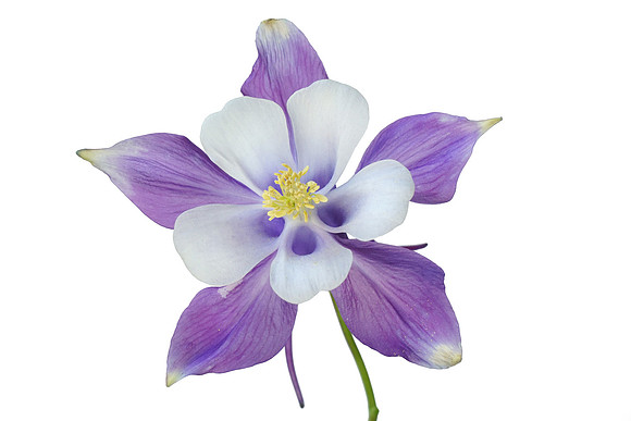 Blue Columbine - Front View - Isolated on White