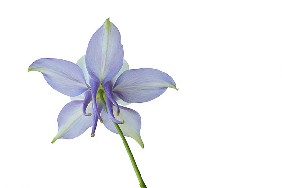 Blue Columbine - Back View - Isolated on White