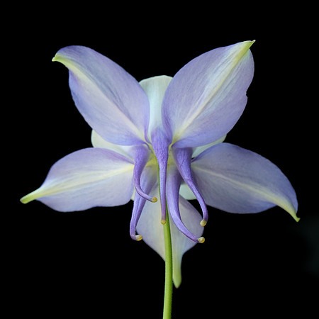 Blue Columbine - Back - on Blk - SQ