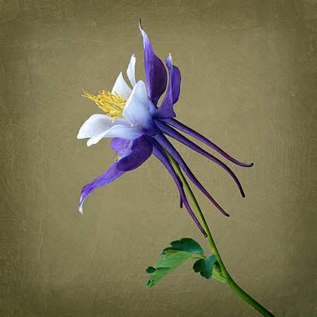 Blue Columbine Textured