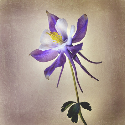 Columbine flour with lavender and white petals on an artistic background.