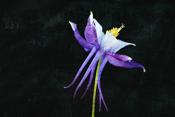 Blue Columbine - Side - on Blk - Rect