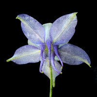 Blue Columbine - Back - on Blk - SQ - Textured