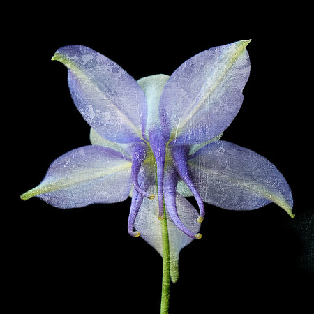 Blue Columbine - Back - on Blk - SQ - Textured
