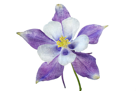 Blue Columbine Textured - Front View - Isolate on White