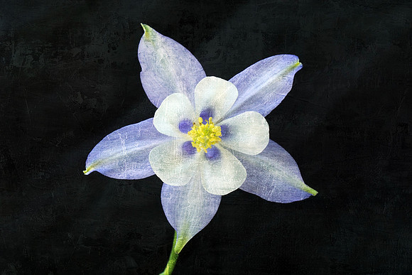 Blue Columbine - Front - on Blk - Rect - Textured