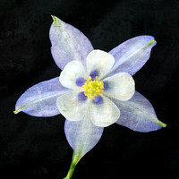 Blue Columbine - Front - on Blk - SQ - Textured