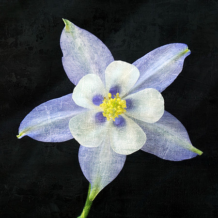 Blue Columbine - Front - on Blk - SQ - Textured