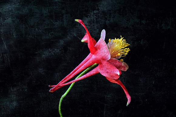 Red Columbine - on Blk - Rect - Textured