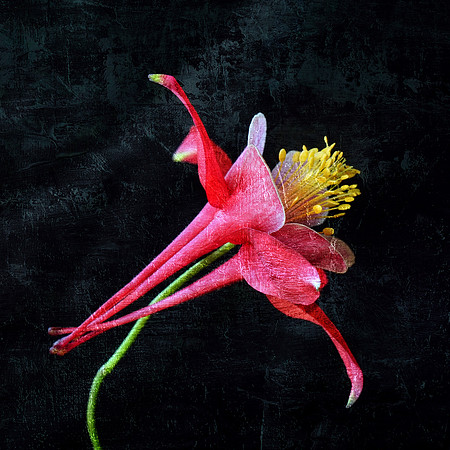 Red Columbine - on Blk - SQ - Textured