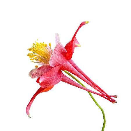 Red Columbine Textured - Side View - Isolated on White