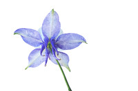 Blue Columbine Textured - Back View - Isolated on White