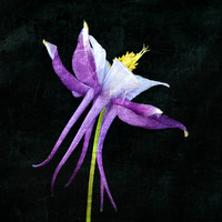 Purple Blue Columbine - Side - SQ -Textured