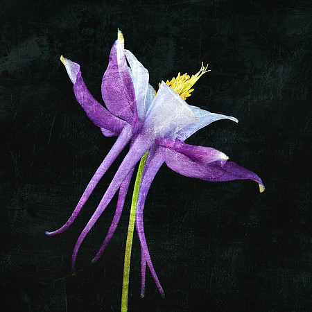 Purple Blue Columbine - Side - SQ -Textured