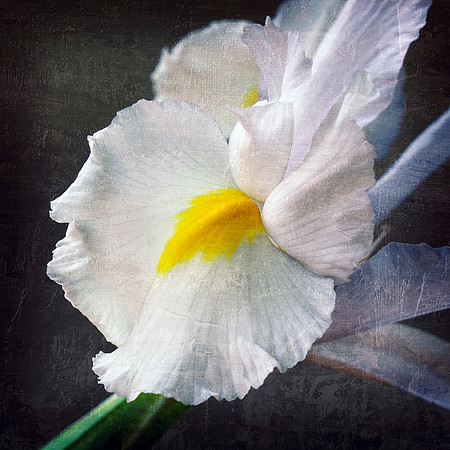 White Bearded Iris