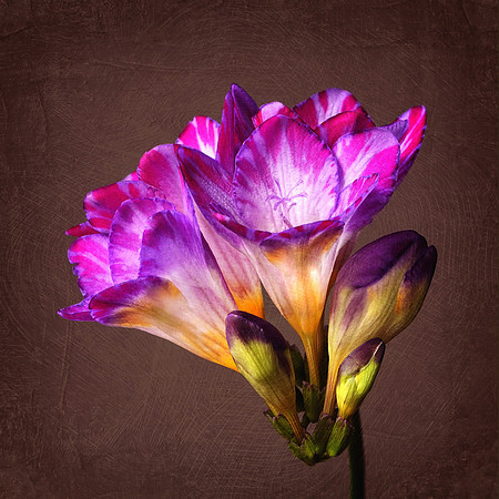Dark Pink Freesia