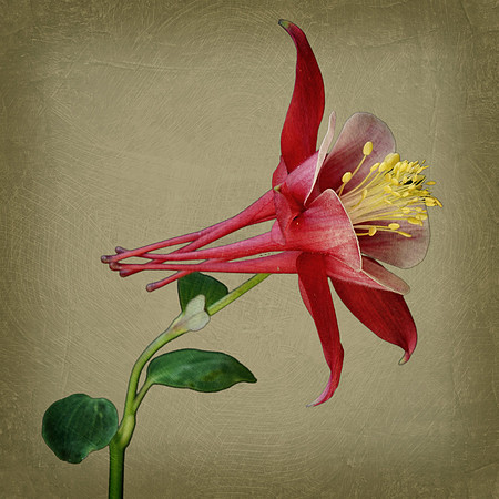 Red Columbine Textured