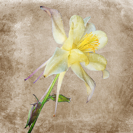 Yellow Columbine Textured