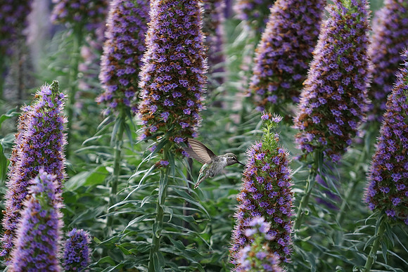 bees, bugs, birds, beetles