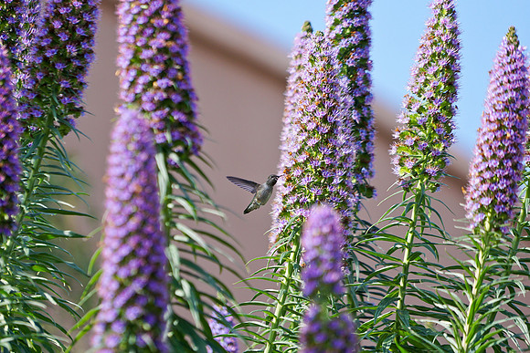 bees, bugs, birds, beetles
