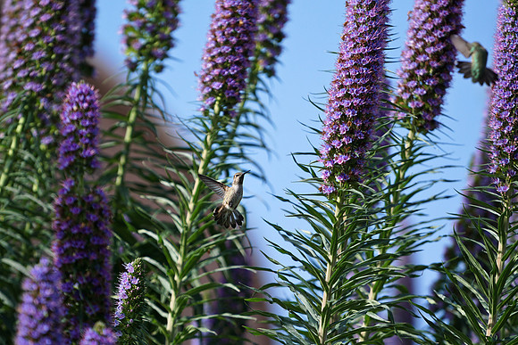 bees, bugs, birds, beetles