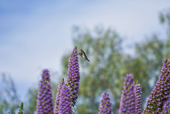 bees, bugs, birds, beetles