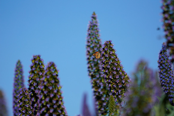 bees, bugs, birds, beetles