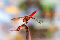bees, bugs, birds, beetles