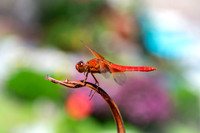 bees, bugs, birds, beetles