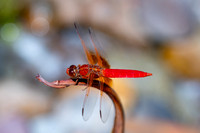 bees, bugs, birds, beetles