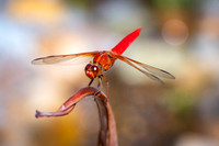 bees, bugs, birds, beetles