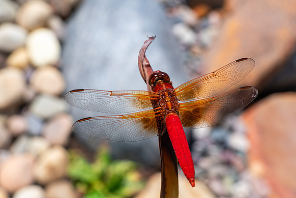 bees, bugs, birds, beetles