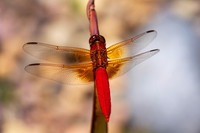 bees, bugs, birds, beetles