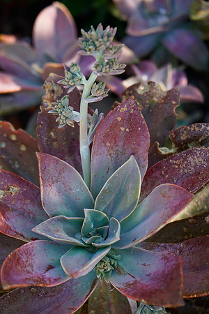 succulent plant photo