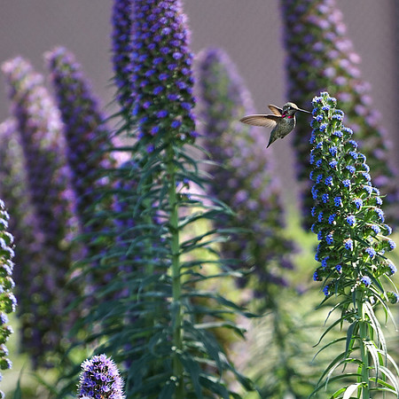 bees, bugs, birds, beetles